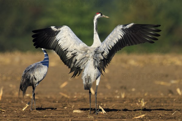 Cranes in a field. One stretches its wings majestically, Crane (Grus grus) wildlife, Western Pomerania Lagoon Area National Park, Zingst, Mecklenburg-Western Pomerania, Germany