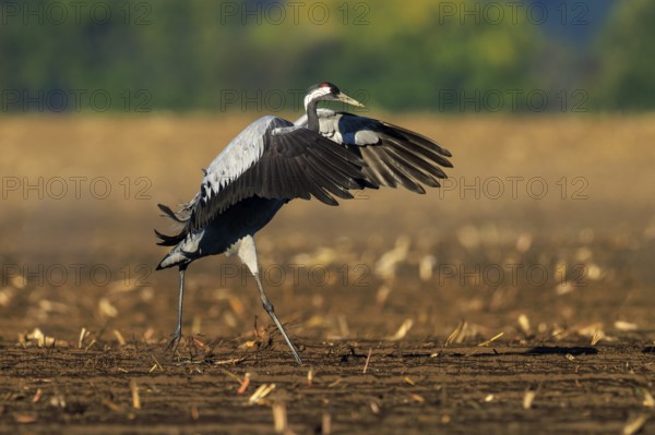 Single crane spreading its wings in a field, earthy background, crane (Grus grus) wildlife, Western Pomerania Lagoon Area National Park, Zingst, Mecklenburg-Western Pomerania, Germany