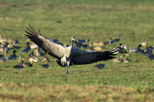 Crane spreads its wings on a green field surrounded by other birds, Crane (Grus grus) wildlife, Western Pomerania Lagoon Area National Park, Zingst, Mecklenburg-Western Pomerania, Germany