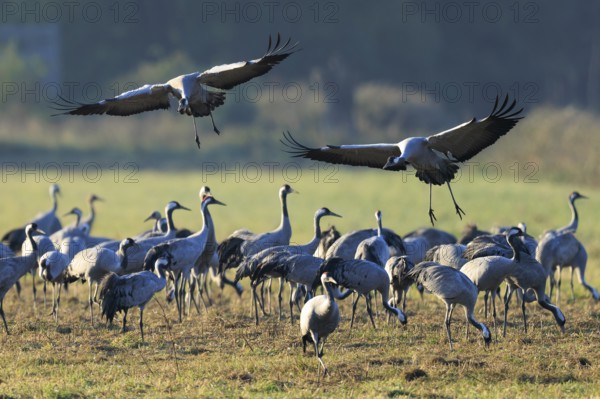 Two cranes fly over a large group on a lush green meadow, Crane (Grus grus) wildlife, Western Pomerania Lagoon Area National Park, Zingst, Mecklenburg-Western Pomerania, Germany