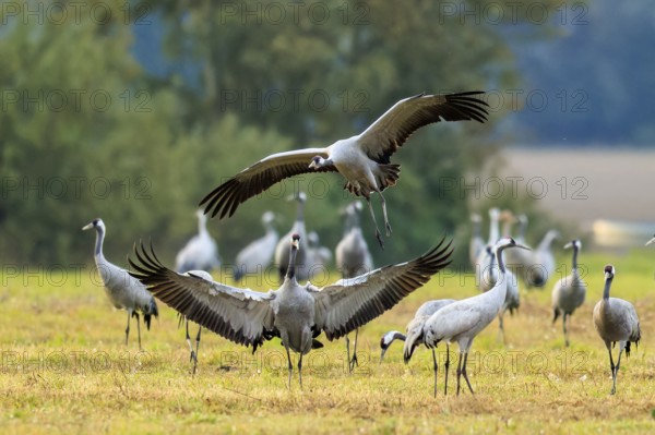 Crane (Grus grus) wildlife, Western Pomerania Lagoon Area National Park, Zingst, Mecklenburg-Western Pomerania, Germany