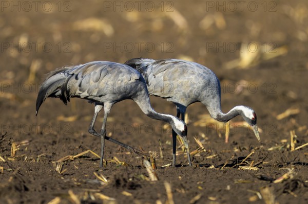 Crane (Grus grus) wildlife, Western Pomerania Lagoon Area National Park, Zingst, Mecklenburg-Western Pomerania, Germany