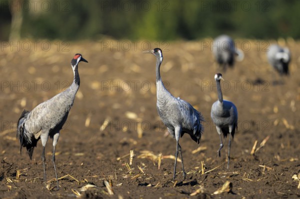 Crane (Grus grus) wildlife, Western Pomerania Lagoon Area National Park, Zingst, Mecklenburg-Western Pomerania, Germany