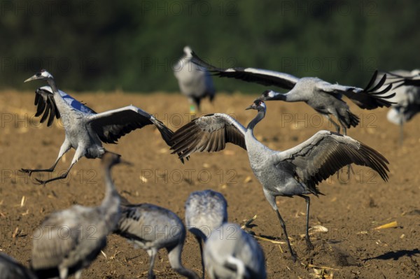 Crane (Grus grus) wildlife, Western Pomerania Lagoon Area National Park, Zingst, Mecklenburg-Western Pomerania, Germany