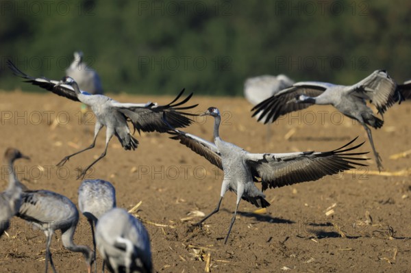 Crane (Grus grus) wildlife, Western Pomerania Lagoon Area National Park, Zingst, Mecklenburg-Western Pomerania, Germany