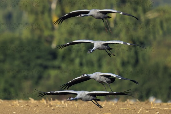 Crane (Grus grus) wildlife, Western Pomerania Lagoon Area National Park, Zingst, Mecklenburg-Western Pomerania, Germany