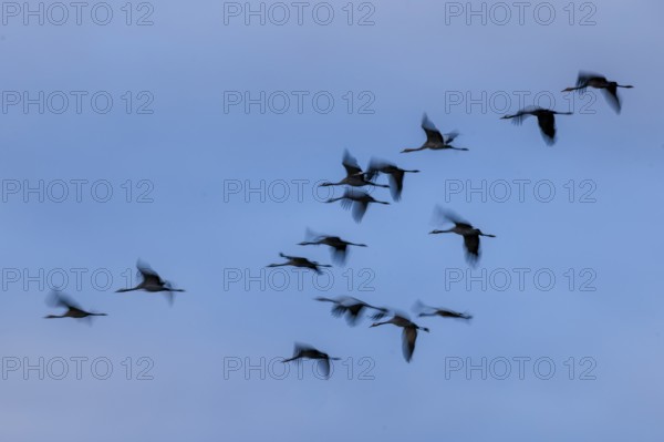 Crane (Grus grus) wildlife, Western Pomerania Lagoon Area National Park, Zingst, Mecklenburg-Western Pomerania, Germany