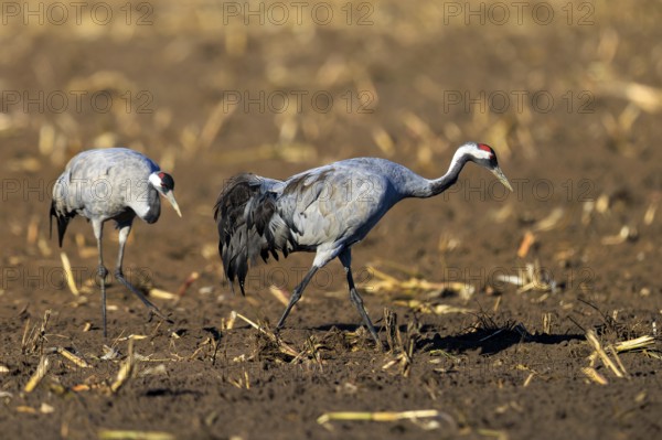 Two cranes walk side by side in a field, crane (Grus grus) wildlife, Western Pomerania Lagoon Area National Park, Zingst, Mecklenburg-Western Pomerania, Germany