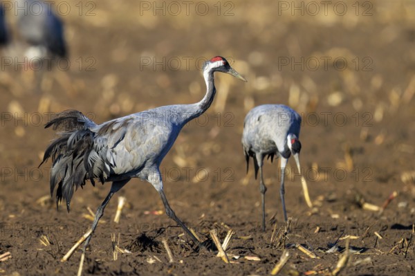 Two cranes walk across earthy soil, crane (Grus grus) wildlife, Western Pomerania Lagoon Area National Park, Zingst, Mecklenburg-Western Pomerania, Germany