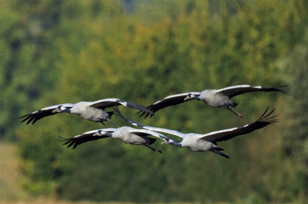 Three cranes flying in formation over wooded landscape, crane (Grus grus) wildlife, Western Pomerania Lagoon Area National Park, Zingst, Mecklenburg-Western Pomerania, Germany