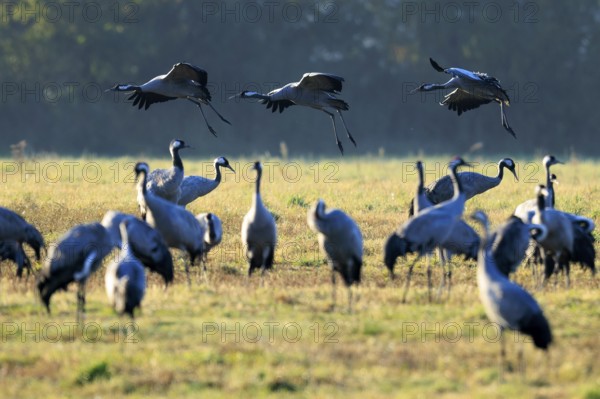 Cranes taking off into the air, the meadow is illuminated by soft morning light, crane (Grus grus) wildlife, Western Pomerania Lagoon Area National Park, Zingst, Mecklenburg-Western Pomerania, Germany