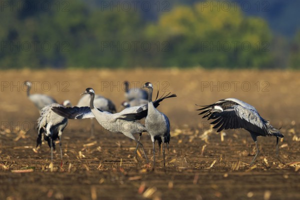 Cranes move in a field, the surrounding area looks autumnal with earthy colors, crane (Grus grus) wildlife, Western Pomerania Lagoon Area National Park, Zingst, Mecklenburg-Western Pomerania, Germany