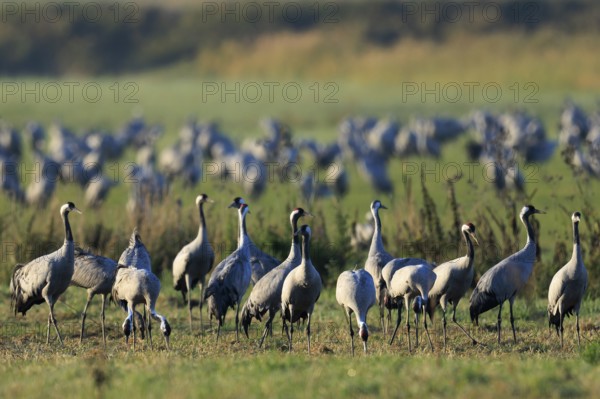 Group of cranes standing on a green field surrounded by nature, crane (Grus grus) wildlife, Western Pomerania Lagoon Area National Park, Zingst, Mecklenburg-Western Pomerania, Germany