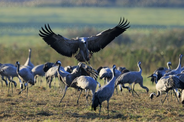 Group of cranes in a meadow while a bird flies over the group, crane (Grus grus) wildlife, Western Pomerania Lagoon Area National Park, Zingst, Mecklenburg-Western Pomerania, Germany