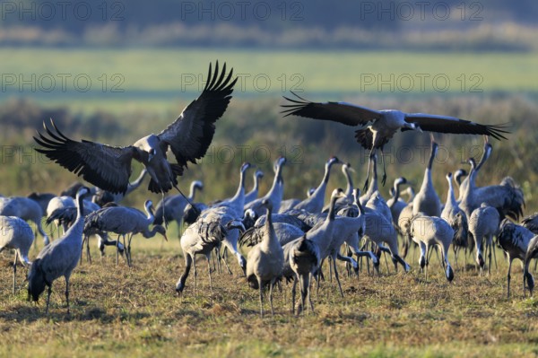 Large group of cranes in an open field, some in the air with spread wings, crane (Grus grus) wildlife, Western Pomerania Lagoon Area National Park, Zingst, Mecklenburg-Western Pomerania, Germany