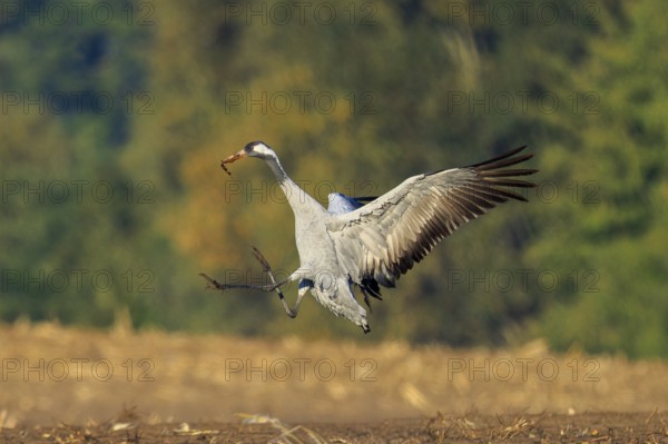 A crane flying over a field, bearing a branch in its beak, crane (Grus grus) wildlife, Western Pomerania Lagoon Area National Park, Zingst, Mecklenburg-Western Pomerania, Germany
