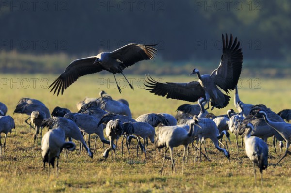 Large swarm of cranes in a field, two flying with wide wings, crane (Grus grus) wildlife, Western Pomerania Lagoon Area National Park, Zingst, Mecklenburg-Western Pomerania, Germany