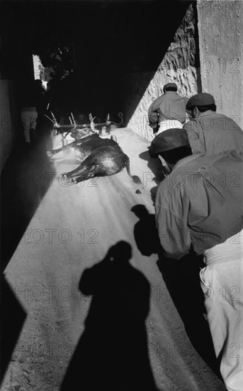 MEX, Mexico, Guadalajara, 09.07.2002, bull leaves the arena after the fight