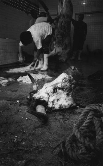 MEX, Mexico, Guadalajara, 09.07.2002, slaughter of the bull after the fight