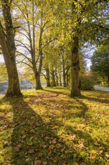 Autumn park with long shade of trees in sunlight, Nagold, Black Forest, Germany