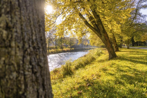 Autumn river landscape with yellow leaves and sunlight, Nagold, Black Forest, Germany