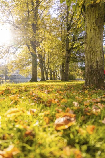 An autumnal park with trees and foliage in warm sunlight, Nagold, Black Forest, Germany