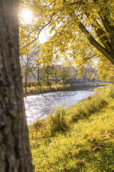 Autumn scene by the river with glowing trees in sunlight, Nagold, Black Forest, Germany