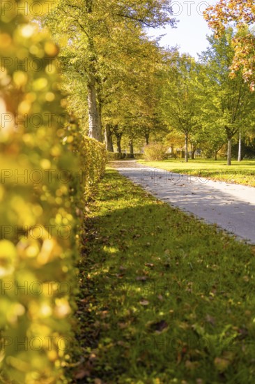 Path in a park with golden hedge and autumn trees, Nagold, Black Forest, Germany