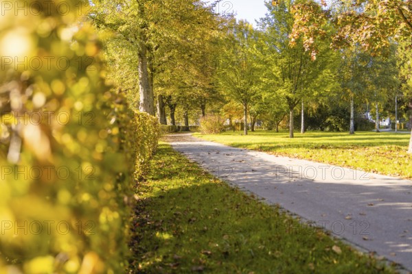 Path in park with hedge and autumn trees in sunlight, Nagold, Black Forest, Germany