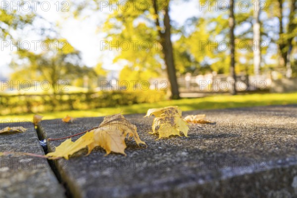 Yellow leaves lie on a table in the park surrounded by trees, Nagold, Black Forest, Germany