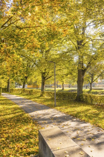 Autumn park trail with leaves and trees in sunlight, Nagold, Black Forest, Germany