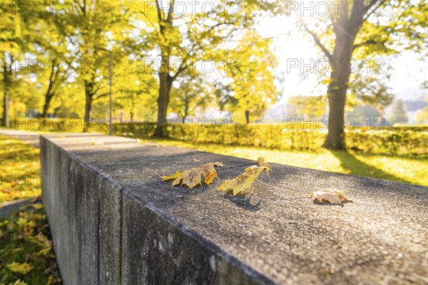Autumn leaves on a wall in sunny park, Nagold, Black Forest, Germany