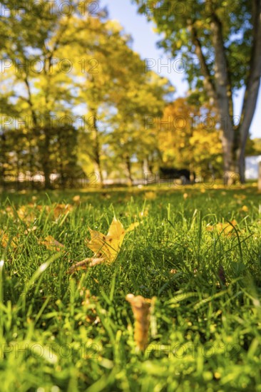 View of grassy park with autumn leaves in the foreground, Nagold, Black Forest, Germany