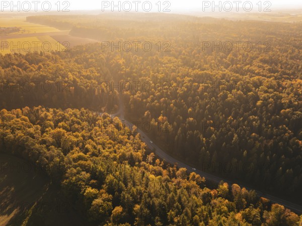 A forest in autumn colors with sunlight illuminating the trees. A road snakes through it, Nagold, Black Forest, Germany