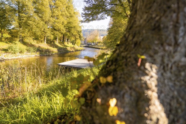 Close-up view of a tree on the riverbank with autumnal foliage and footbridge, Nagold, Black Forest, Germany