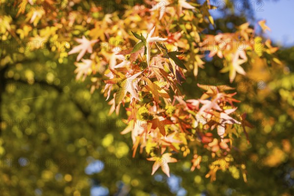 Colourful autumn leaves in the sunlight, Nagold, Black Forest, Germany