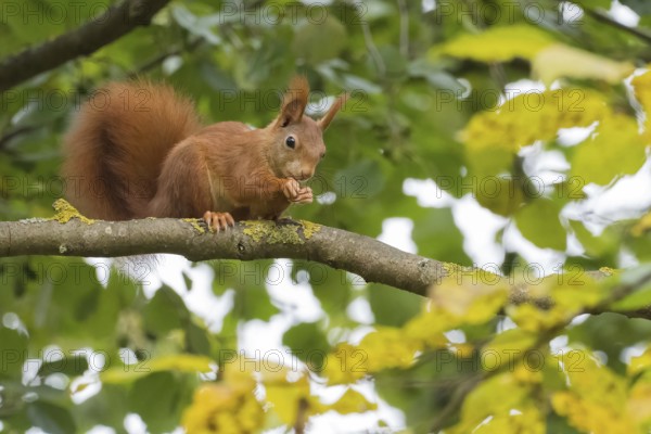 A squirrel (Sciurus vulgaris) nibbles on something on a branch between leaves, Hesse, Germany