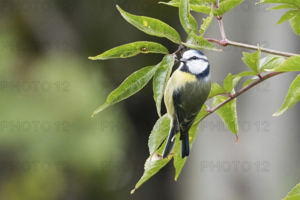 A blue tit (Cyanistes caeruleus) sits on a leafy branch in a peaceful natural environment, Hesse, Germany