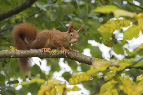 A squirrel (Sciurus vulgaris) sits attentively on a branch among green leaves, Hesse, Germany