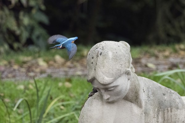 Departure of a kingfisher (Alcedo atthis) from the head of a stone statue in a park, Hesse, Germany
