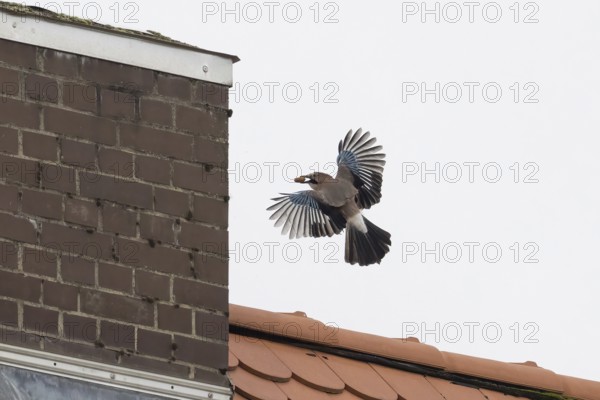 A jay (Garrulus glandarius) with an acorn in its beak flies near a chimney over a tiled roof in an urban area, Hesse, Germany