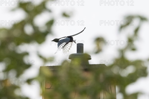 Departure of a magpie (pica pica) from a chimney, blurred landscape with trees in the foreground, Hesse, Germany