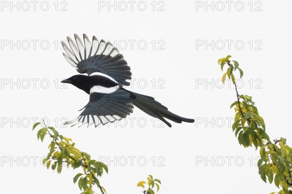 A magpie (Pica pica) flying over a clear sky with green branches, Hesse, Germany
