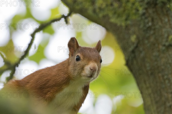 A curious squirrel (Sciurus vulgaris) sits on a tree surrounded by blurred green leaves, Hesse, Germany