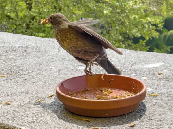 Female specimen animal blackbird (Turdus merula) Black thrush has several mealworms in its beak flies away from food bowl, Germany