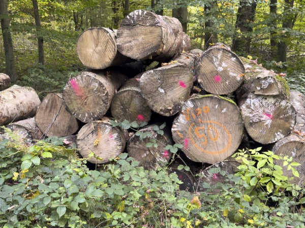 Felled sawn stacked marked tree trunks of deciduous trees are ready for removal on the edge of forest path for timber management, healthy mixed forest in the background, Germany