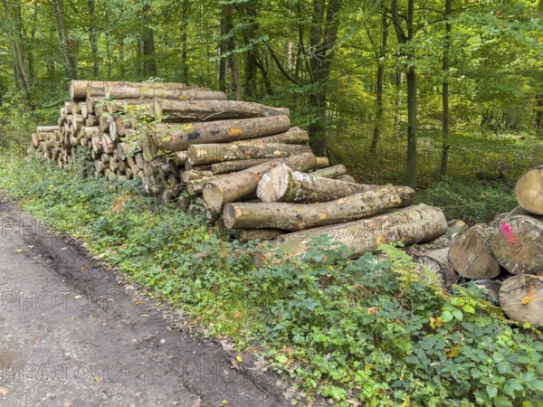 Felled sawn stacked marked tree trunks of deciduous trees are ready for removal on the edge of forest path for timber management, healthy mixed forest in the background, Germany