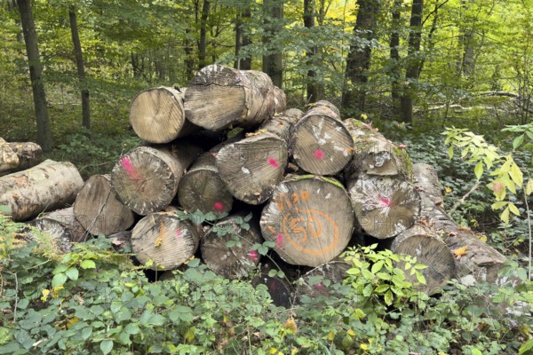 Felled sawn stacked marked tree trunks of deciduous trees are ready for removal on the edge of forest path for timber management, healthy mixed forest in the background, Germany