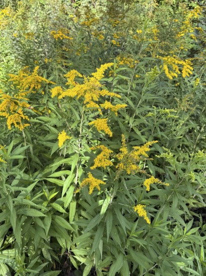Wild Canadian goldenrod (Solidago canadensis) neophyte, Germany
