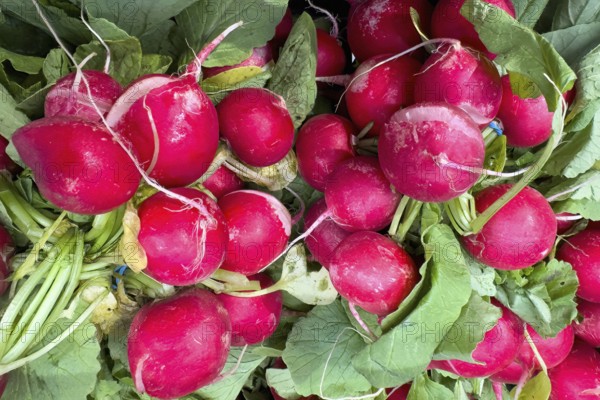 Garden radish (Raphanus sativus) picked radishes vegetarian raw diet vegan healthy diet food, international